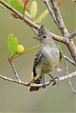 Plain-crested Elaenia